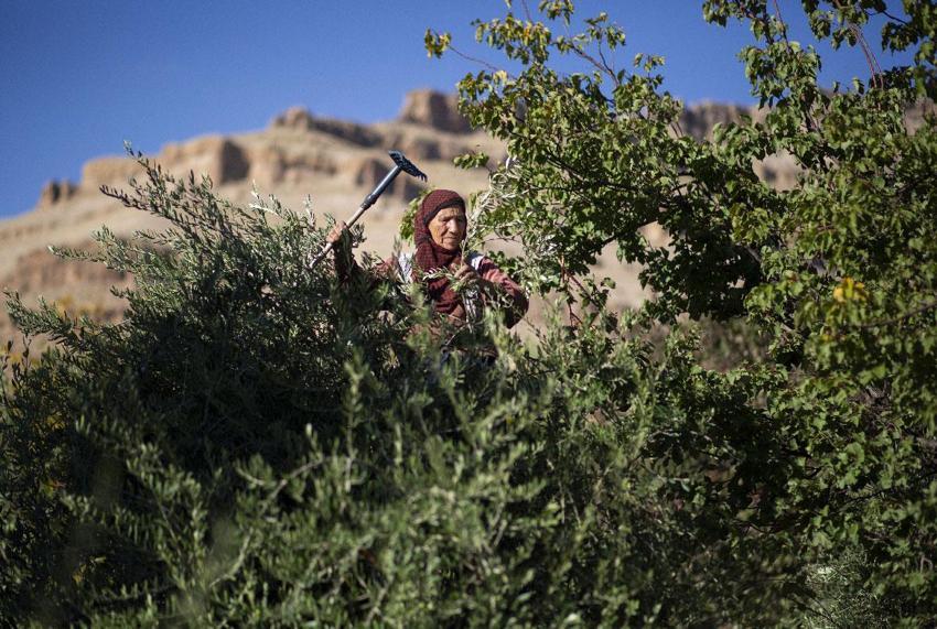 Mardin'in tescilli doğal lezzeti Derik zeytinin hasadı sürüyor
