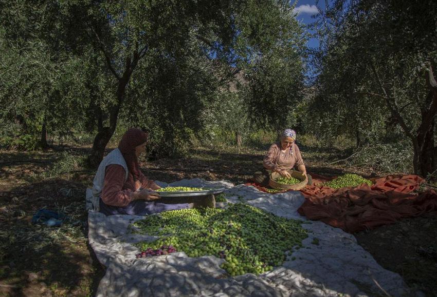 Mardin'in tescilli doğal lezzeti Derik zeytinin hasadı sürüyor