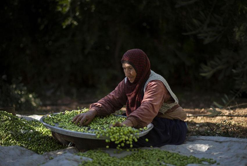 Mardin'in tescilli doğal lezzeti Derik zeytinin hasadı sürüyor