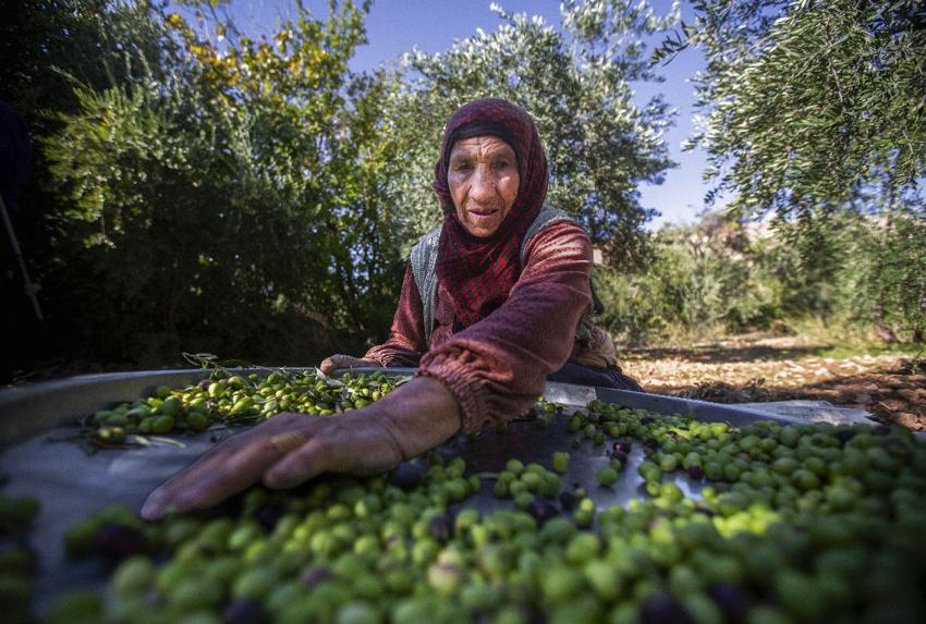 Mardin'in tescilli doğal lezzeti Derik zeytinin hasadı sürüyor