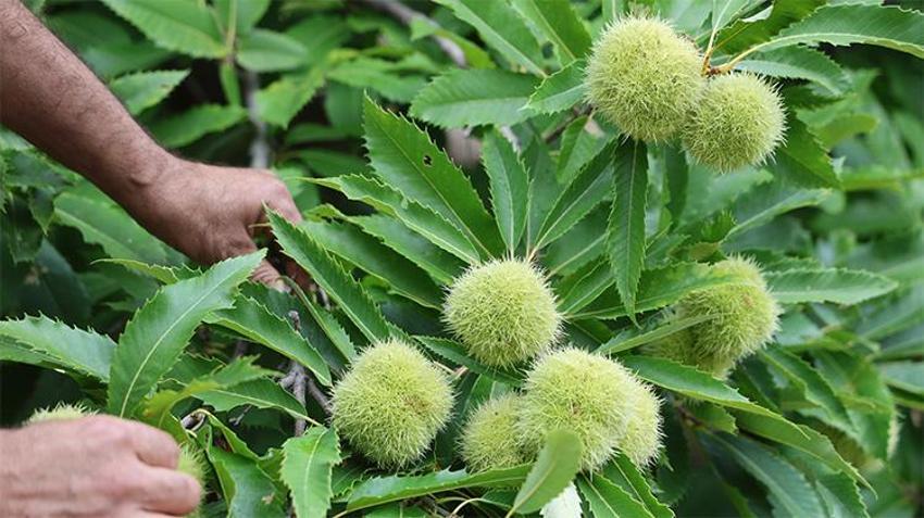 'Yapamazsın' denileni yaptı! Adana'da 18 yıllık deneme zaferle sonuçlandı, şimdi para basıyor
