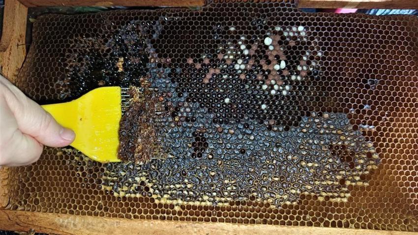 600 bin kovan, 17 bin ton bal: Ordu üretimde liderliğini sürdürdü