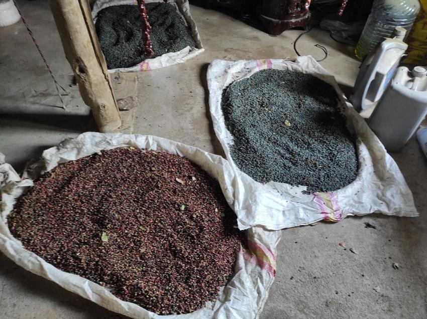 Ormandan bedava topluyorlar! Köylülerin yeni geçim kapısı oldu: Fiyatını öğrenen oraya koştu