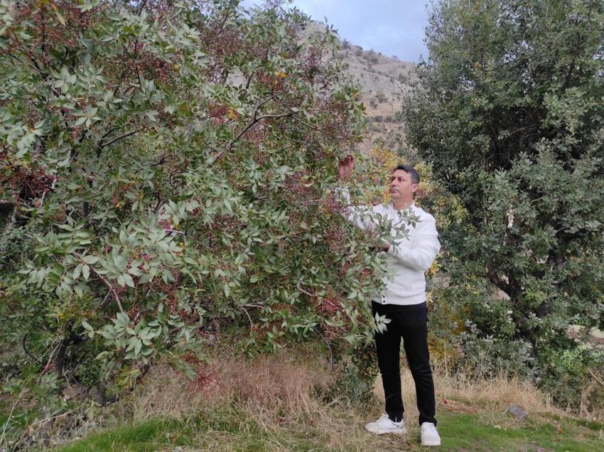 Ormandan bedava topluyorlar! Köylülerin yeni geçim kapısı oldu: Fiyatını öğrenen oraya koştu