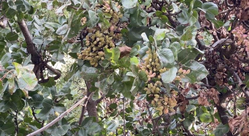 "Burada yetişmez" demişlerdi, bakımsız kalmasına rağmen dalları yıkılıyor: Gençlere ekmek kapısı olacak!
