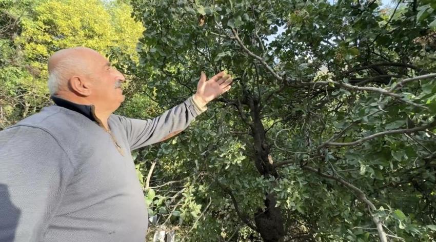 "Burada yetişmez" demişlerdi, bakımsız kalmasına rağmen dalları yıkılıyor: Gençlere ekmek kapısı olacak!