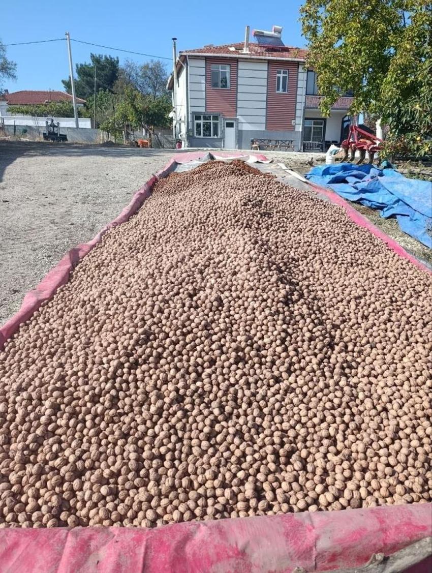 Edirne Karaağaç'ta ceviz hasadı başladı: Geçen yıl don vurmuştu, bu yıl 400 ton rekolte bekleniyor!
