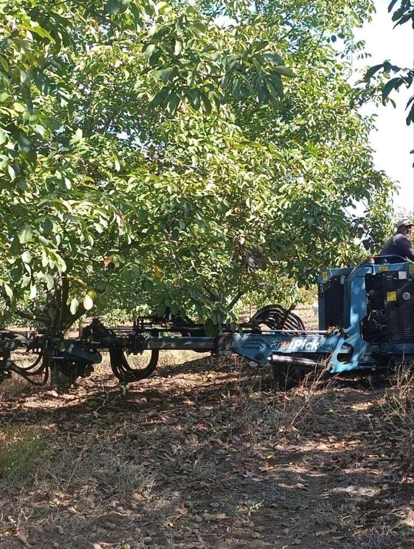 Edirne Karaağaç'ta ceviz hasadı başladı: Geçen yıl don vurmuştu, bu yıl 400 ton rekolte bekleniyor!