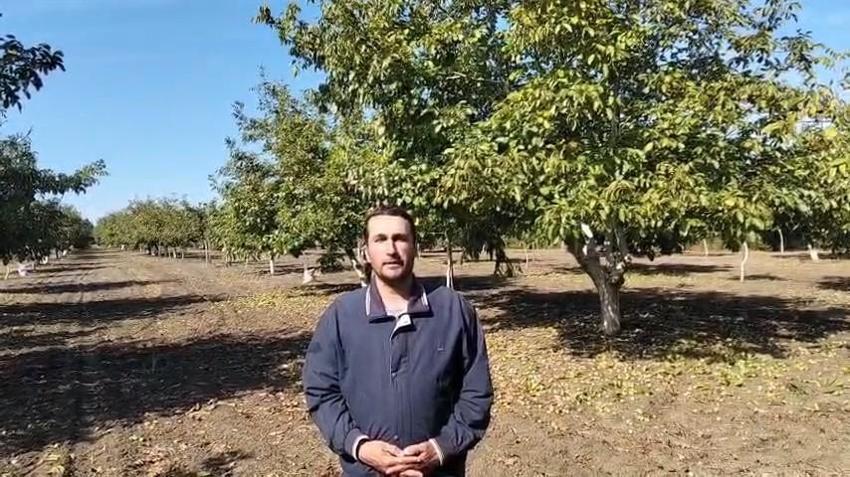 Edirne Karaağaç'ta ceviz hasadı başladı: Geçen yıl don vurmuştu, bu yıl 400 ton rekolte bekleniyor!