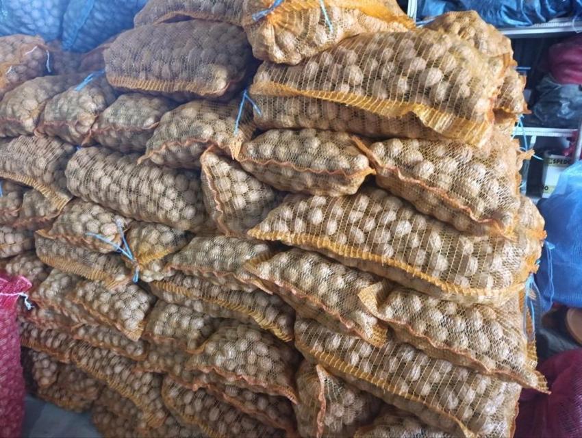 Edirne Karaağaç'ta ceviz hasadı başladı: Geçen yıl don vurmuştu, bu yıl 400 ton rekolte bekleniyor!