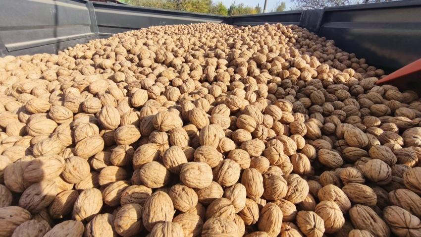 Edirne Karaağaç'ta ceviz hasadı başladı: Geçen yıl don vurmuştu, bu yıl 400 ton rekolte bekleniyor!