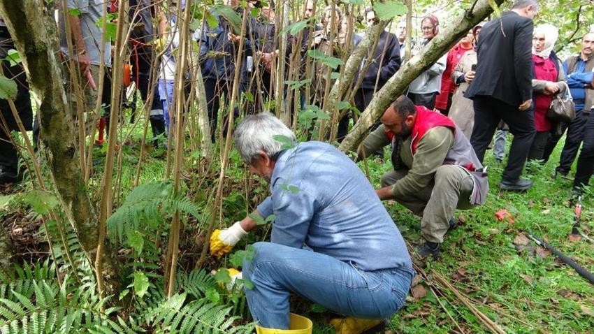 Giresun’da fındık üreticilerine önemli eğitim: Yanlış budama verimi düşürüyor