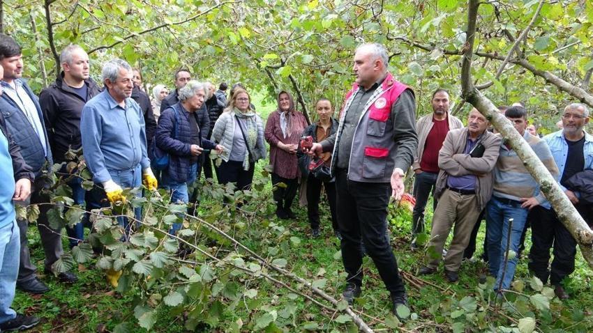 Giresun’da fındık üreticilerine önemli eğitim: Yanlış budama verimi düşürüyor
