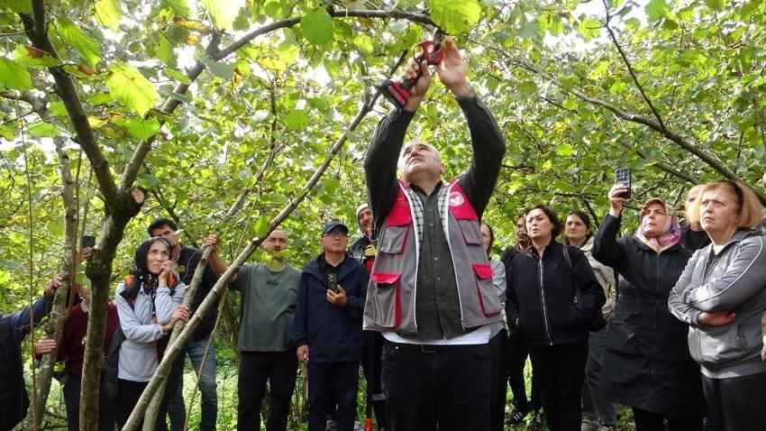 Giresun’da fındık üreticilerine önemli eğitim: Yanlış budama verimi düşürüyor