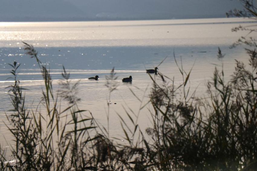 Sapanca Gölü'nde bir tarafta afet, bir tarafta bereket! Kuraklığı ardından son iki yılın en yüksek su seviyesi