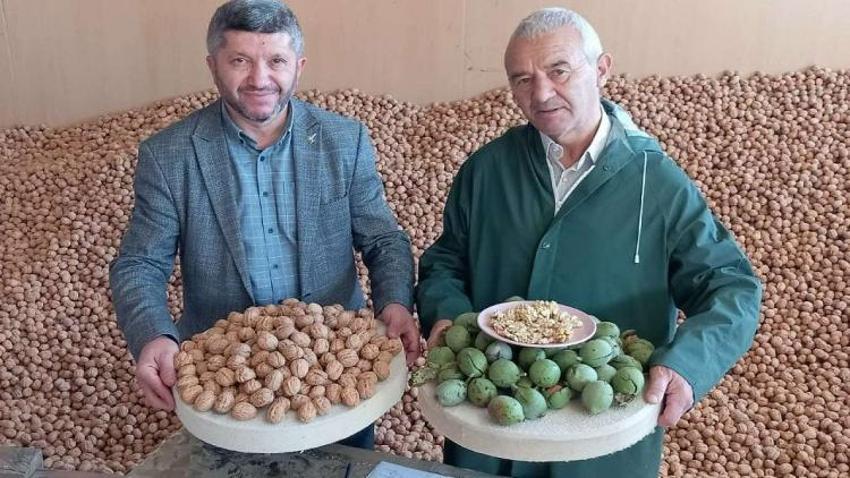 Kayseri’de tarımda ezber bozan sonuç! Sert iklimde 15 ton ceviz hasadı