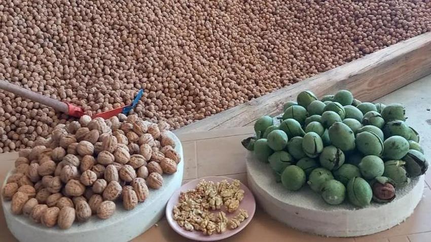 Kayseri’de tarımda ezber bozan sonuç! Sert iklimde 15 ton ceviz hasadı