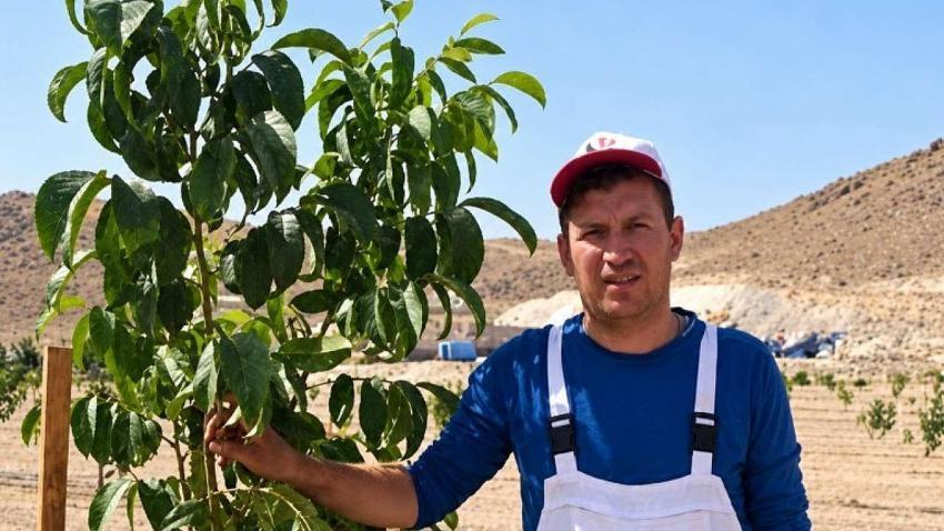 Kayseri’de tarımda ezber bozan sonuç! Sert iklimde 15 ton ceviz hasadı