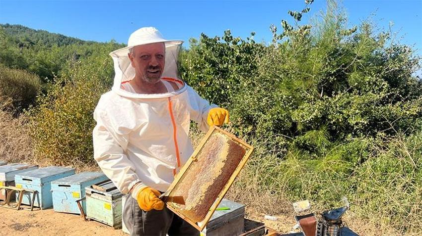 Çam balında ilk hasat başladı: Kilogram Fiyatı 450 - 500 TL bandında