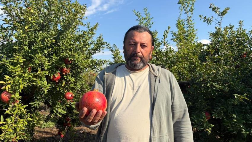 Hasat öncesi 40 liraydı, şimdi 20 liraya düştü! 28 bin ağaçlı bahçede üreticiye büyük şok