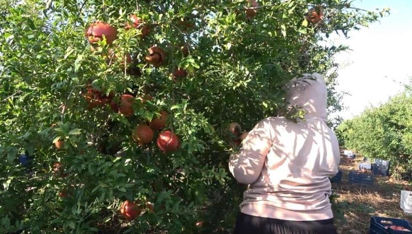 Hasat öncesi 40 liraydı, şimdi 20 liraya düştü! 28 bin ağaçlı bahçede üreticiye büyük şok