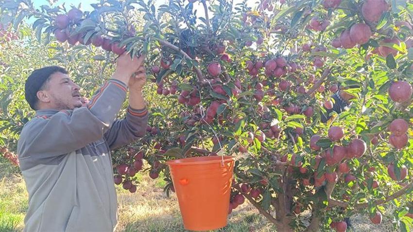 Dalında 20 TL'ye satılıyor! Hindistan'dan Rusya'ya 12 ülkeye ihraç ediliyor