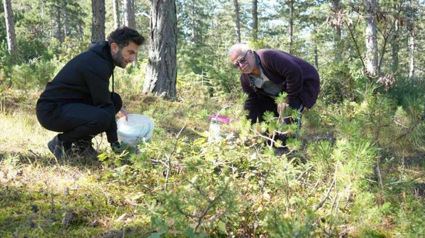 Ellerinde kovalarla ormana koştular! Doğadan bedava toplayıp pazarda 50 liraya satılıyor