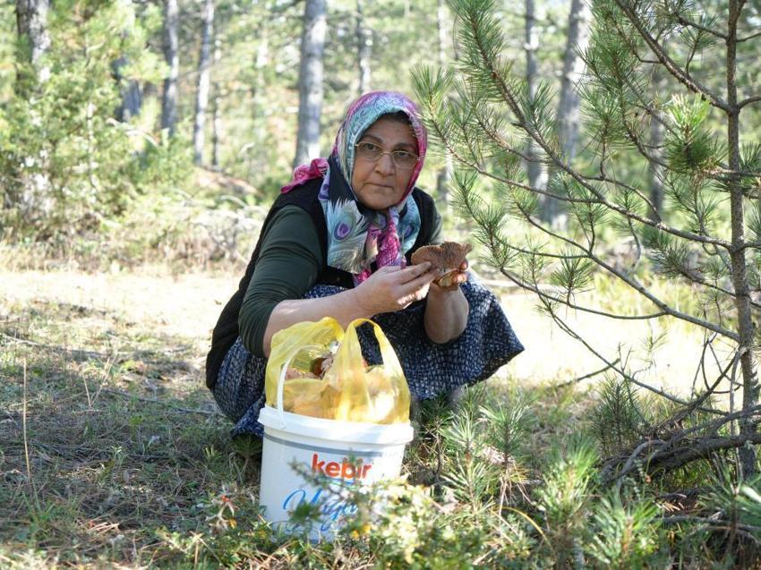 Ellerinde kovalarla ormana koştular! Doğadan bedava toplayıp pazarda 50 liraya satılıyor