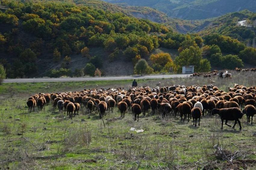 3 aile, 3 sürü, 1000 hayvan: Bingöl’den Ergani’ye uzun yürüyüş başladı