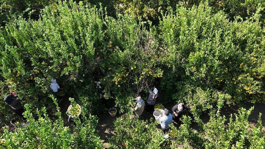 Kilogram fiyatı 3 liraya kadar geriledi! Adana'da 1 milyon 165 bin ton rekolte hedefleniyor