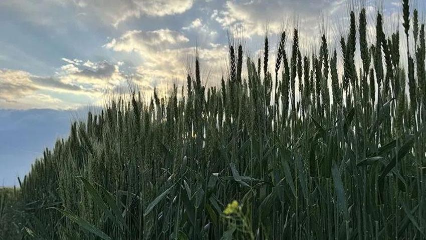 Konya Ovası'nda hububat ekilişi öncesinde çiftçilere kritik uyarı geldi!