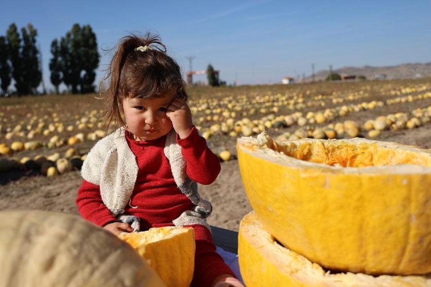 Türkiye'de üretiminde ilk sırada! Nevşehir'de çerezlik kabak çekirdeği hasadı yapıldı