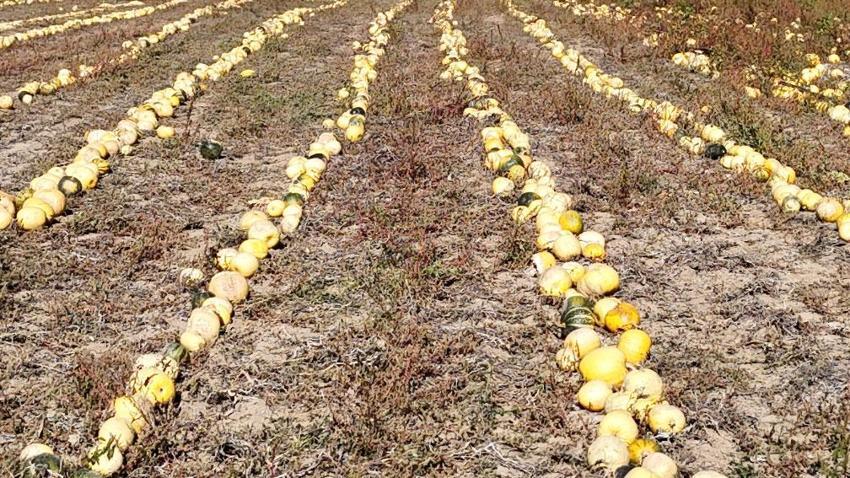 Türkiye'de üretiminde ilk sırada! Nevşehir'de çerezlik kabak çekirdeği hasadı yapıldı