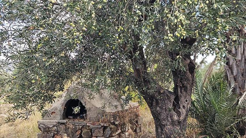Antalya’da zeytinde 'var yılı' bereketi: Rekolte yüzde 40 artışla 70 bin tona koşuyor!