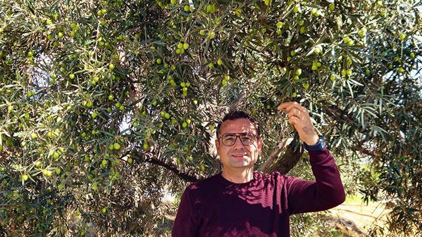 Antalya’da zeytinde 'var yılı' bereketi: Rekolte yüzde 40 artışla 70 bin tona koşuyor!