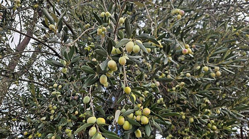 Antalya’da zeytinde 'var yılı' bereketi: Rekolte yüzde 40 artışla 70 bin tona koşuyor!