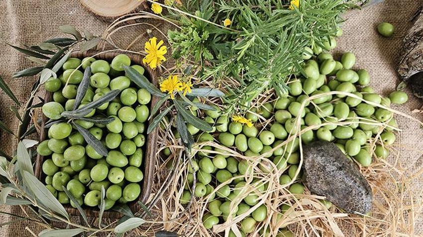 Antalya’da zeytinde 'var yılı' bereketi: Rekolte yüzde 40 artışla 70 bin tona koşuyor!