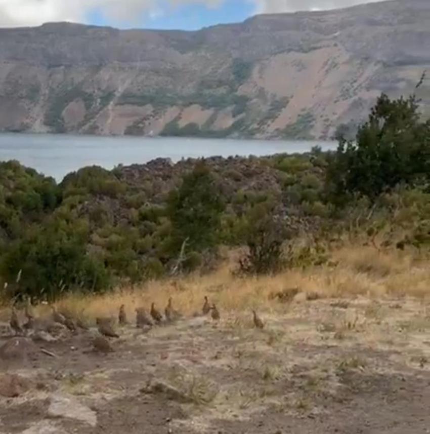 Bitlis’te kaçak avlanan kınalı keklikler doğaya salındı