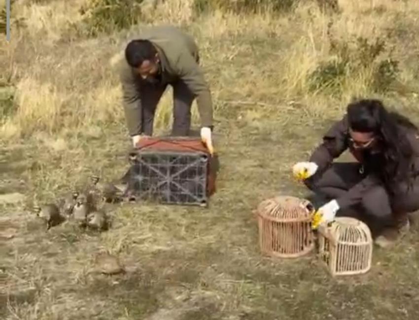 Bitlis’te kaçak avlanan kınalı keklikler doğaya salındı