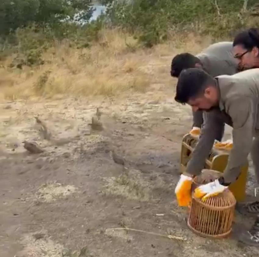 Bitlis’te kaçak avlanan kınalı keklikler doğaya salındı