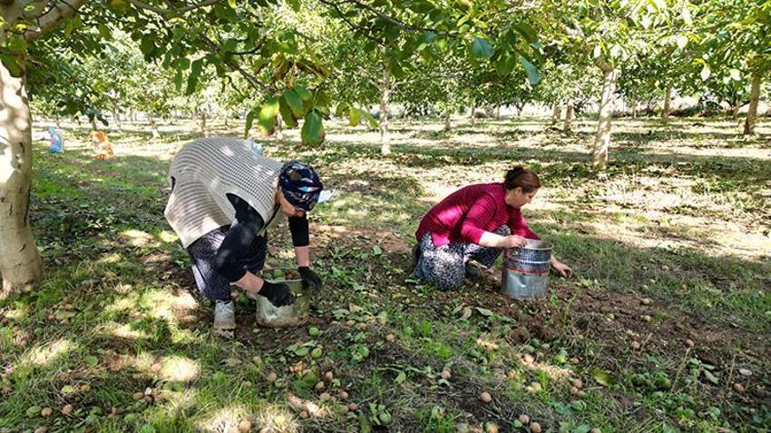Afyonkarahisar'da yetişiyor, pasta ve tatlı ustaları almak için sıraya giriyor: Köyüne kurduğu tesisle bölge ekonomisinin lokomotifi haline geldi