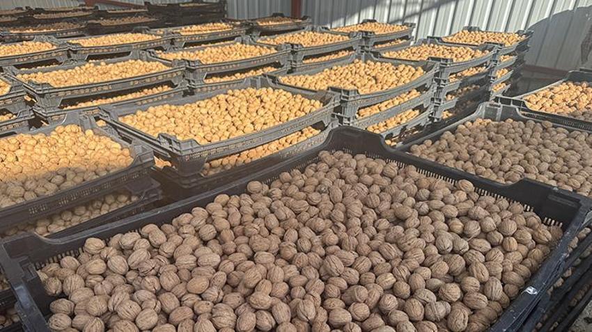 Afyonkarahisar'da yetişiyor, pasta ve tatlı ustaları almak için sıraya giriyor: Köyüne kurduğu tesisle bölge ekonomisinin lokomotifi haline geldi