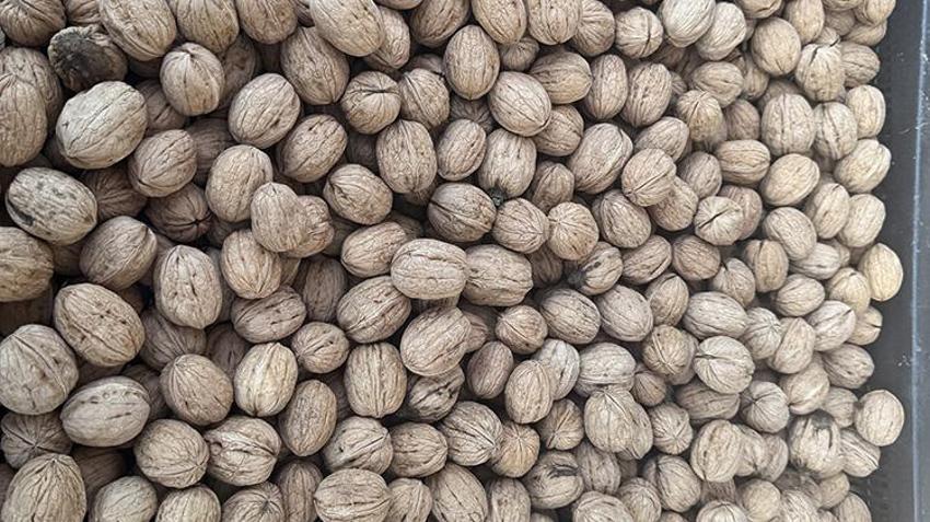 Afyonkarahisar'da yetişiyor, pasta ve tatlı ustaları almak için sıraya giriyor: Köyüne kurduğu tesisle bölge ekonomisinin lokomotifi haline geldi