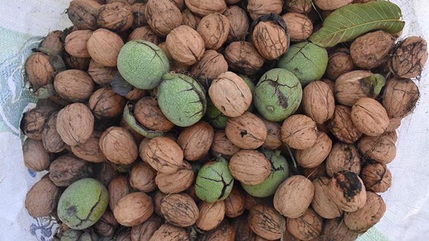 Afyonkarahisar'da yetişiyor, pasta ve tatlı ustaları almak için sıraya giriyor: Köyüne kurduğu tesisle bölge ekonomisinin lokomotifi haline geldi
