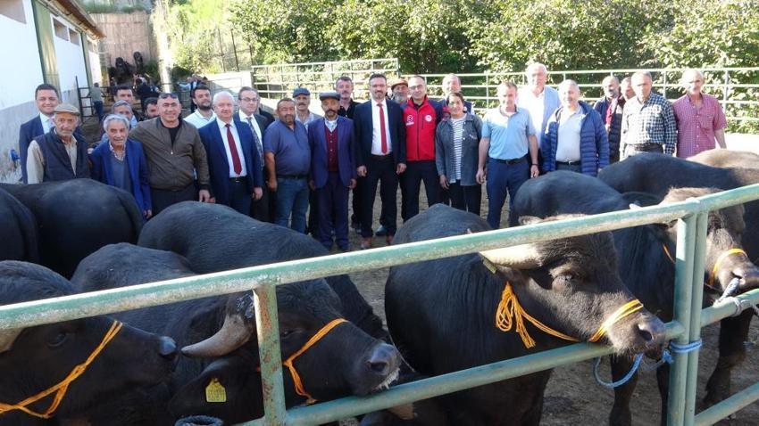 Giresun’da manda yetiştiriciliğine dev hibe: 25 üreticiye kurayla damızlık boğa dağıtıldı!
