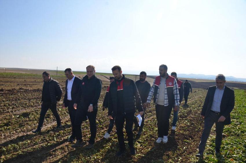 Bulanık'ta 370 çiftçinin şeker pancarı hasadı başladı