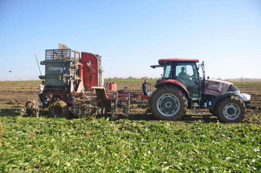 Bulanık'ta 370 çiftçinin şeker pancarı hasadı başladı