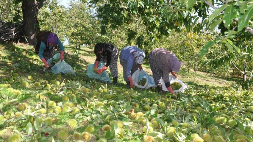 Ödemiş'te 150 yıllık geleneklerle üretiliyor! Başta İtalya ve Almanya olmak üzere Orta Doğu ülkelerine gönderiliyor