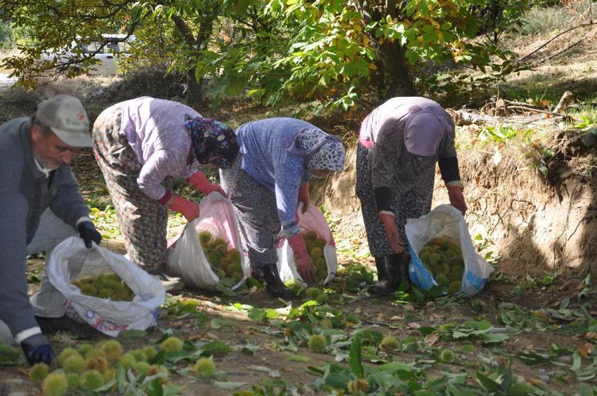 Ödemiş'te 150 yıllık geleneklerle üretiliyor! Başta İtalya ve Almanya olmak üzere Orta Doğu ülkelerine gönderiliyor