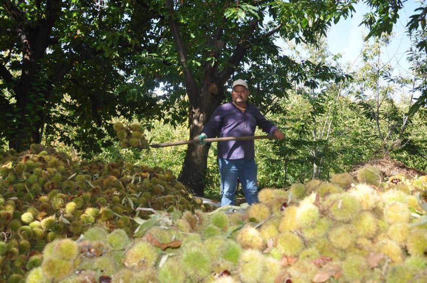 Ödemiş'te 150 yıllık geleneklerle üretiliyor! Başta İtalya ve Almanya olmak üzere Orta Doğu ülkelerine gönderiliyor
